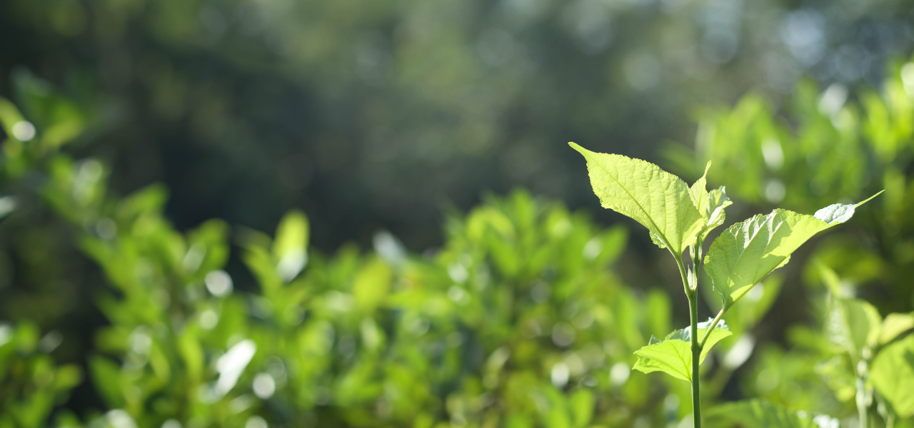 How Detroit’s Parks and Trails Transform Urban Green Spaces